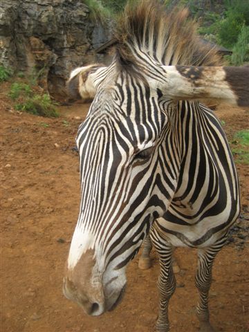 Ciencia Cultura
Zebras Cerebros Celebrantes
Concelebro en CSICdivulga