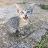 mdalikakos's profile picture. 