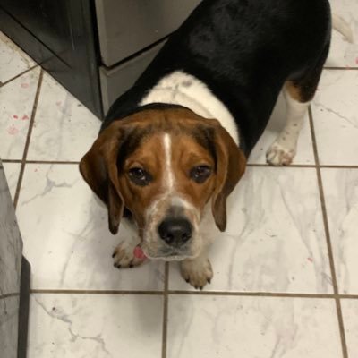 Beagledad04's profile picture. #NRA #2A #1A #Formula1 Milwaukee Brewers,New York Yankees ,believe in Jesus Christ