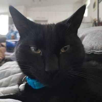 Toni25382282's profile picture. Cat Mum, Disability Carer, Colostomy, She/Her, Anxiety