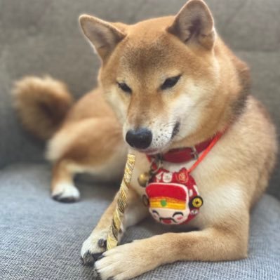 柴犬 Haru 哈嚕 愛不釋手 𝐻𝑎𝑟𝑢 ᴥ 赤柴 胡麻柴犬 日本犬 柴犬まる 柴犬 Haru 哈嚕 愛不釋手 𝐻𝑎𝑟𝑢 ᴥ 赤柴 胡麻柴犬 日本犬 柴犬まる