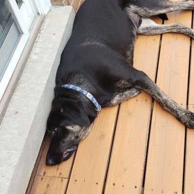Laits10's profile picture. CFL Fan, all Toronto sports fan. Avid golfer. Less government, more personal choice.