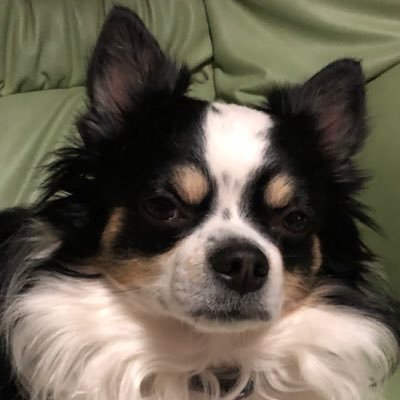 sarumon9's profile picture. 