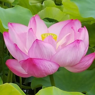 KHpkcOfpcZy56QW's profile picture. 