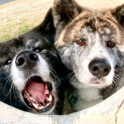 秋田犬秋馬とお菊です。秋馬とお菊と色んな事してます。
犬好きさん仲良くしてください!とにかく犬、そして動物が大好きです。家系ラーメンも大好きです。#秋田犬 #秋田犬虎毛