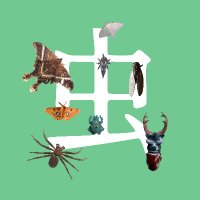 INSECTS 虫展 (@insects_6464) 's Twitter Profile Photo