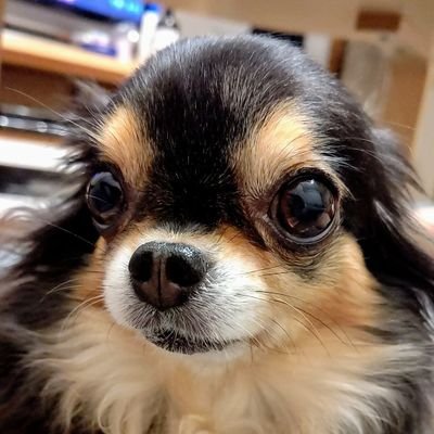 チワワ大好き家族です。家族で撮った動画や画像を紹介しています🐕✨🎶・🐶
🐾アズキ(B/T)♀脳炎、てんかん後遺症、リンパ腫闘病中2013年6月5日生&🐶🐾コハク(CR)♂2020年10月26日生・無言フォロー失礼します🙇