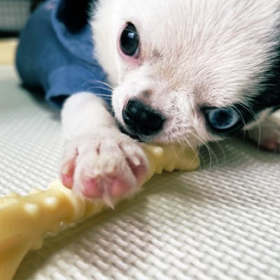とみこ ギュウ どうやら歯グズリで興奮冷めず 寝グズリ赤ちゃん状態のギュウさん 寝るまで何時間もギャン泣きだった 18年前のお兄ちゃんを 思い出しながらギュウなだめ ねんねんね チワワ チワワ大好き 犬好きさんと繋がりたい 犬のいる