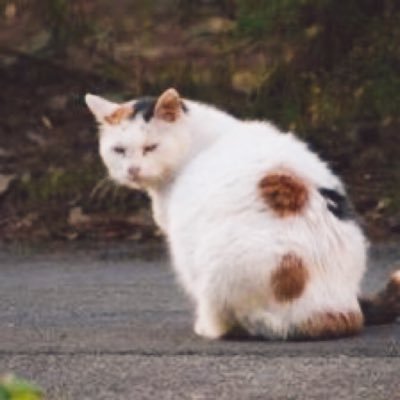 岩手大学公認サークル。地域猫活動の成果で、大学構内に住み着くねこがいなくなったため、ただいま地域猫活動は行っておりません。新たな活動として地域猫活動や動物福祉の啓発、保護猫カフェを運営するもりねこさんを支援するチャリティーグッズ販売会などを計画しています🐈