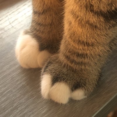 🐈덕진일보🐈さんのプロフィール画像
