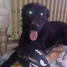 vaness_labrune's profile picture. aime regarder la tvr et la commenter. 
Je déteste les fanatiques et leur 1er degrés 🖕🖕🖕

Heineken, mon chien d'amour 💔💔💔
      5/5/2012-13/02/2021