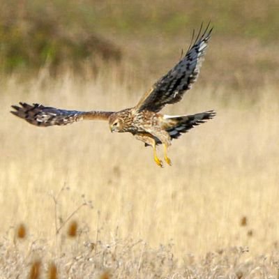 Villa fan,Wildlife photographer, part time patcher..Nature lover. Horse Racing ,
Owners Group and Red Sash Racing.