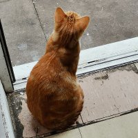 Mohammadcarab (@mohammadcarab) 's Twitter Profile