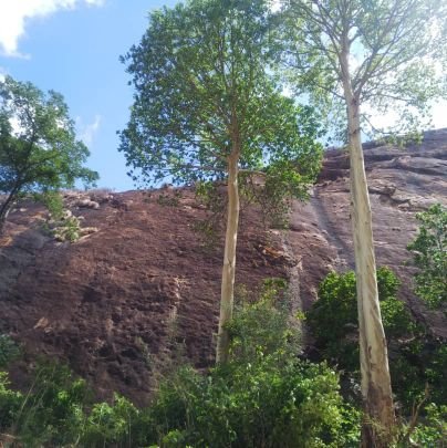 MNgorongoro Profile Picture