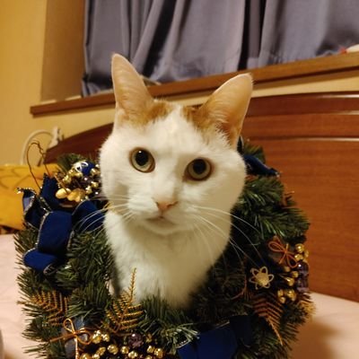 AkkeyBakkeyさんのプロフィール画像