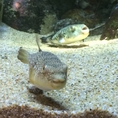 IppukuC's profile picture. 地方で小児科医してます👨‍⚕️ 野球⚾️、音楽🎸、お酒好き🍶 baseball/rock/pediatric cardiology/congenital heart disease/critical care medicine🩺