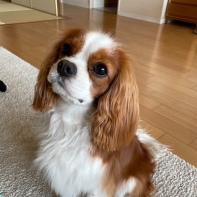 tomoyos26257672's profile picture. 43歳からトライアスロン始めました！