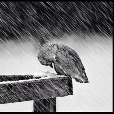 LeydMurfi's profile picture. Afectat per la llei de Murphy. ❤️= llegir després o arxiu.