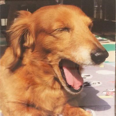 naruko_bambi's profile picture. 甘いもの、温泉、肉、山菜があれば機嫌が良いです、鳴子温泉郷とダックスが好き（╹◡╹）