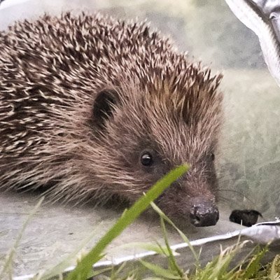 Gardening for wildlife in Devon. Sharing my untidy oasis with hedgehogs, newts, snakes, birds and lots of things I can't name yet. @untidygarden@mastodonapp.uk