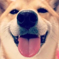 柴犬るなちゃんねる@るな (@luna20160913) Twitter profile photo
