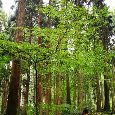 日常、心の中。育児など。