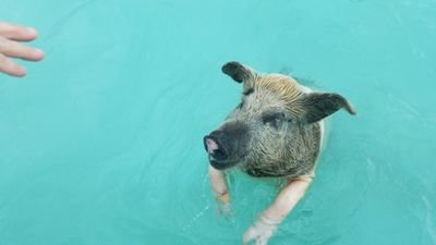 BuysWall's profile picture. I'm a Dog that trades stocks