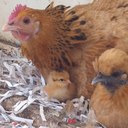 Carly Mccarthy - @carlymccarthy - Twitter