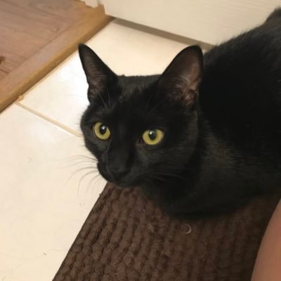 ArtKirks's profile picture. Artist & Art Teacher 🎨 Professional Disnerd ✨ Pastry Chef 🍰 Chickenmom 🐔