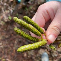 Pinewood Kinders (@pinekinderwood) 's Twitter Profile Photo