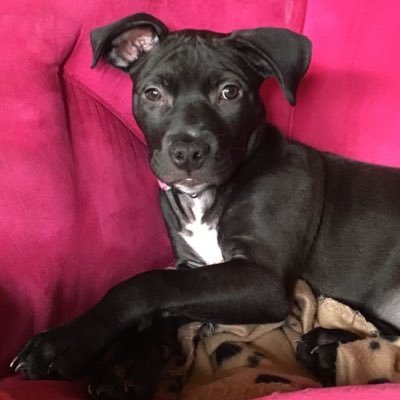 InvestingBell's profile picture. Trade, Tweet, Repeat. 
#StockFutures #Options #DayTrader. Not financial advice.
Let's bank 💰