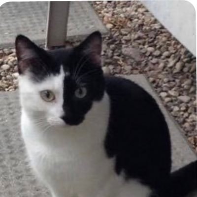 bootwtlore's profile picture. bootwt lore lives!! 
run by @figsprig and @lunarhasboots 

(formerly loreboo lore account and did pris explain ranboo today)