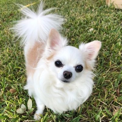 HercLilwarrior's profile picture. I'm a big heart little chihuahua who enjoys walking and sun bathing. Love my human moe than anything. If you won't stop by and say hi, I'll bark at you! ;)