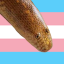 (She/Her) (Sí/í)
25 year old Snake lady (Snlady)
I don't retweet NSFW often but I do Like regularly, so minors dni
@jacksonrin0 💖