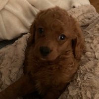 Laurence Oakes-Ash (@loakesash) 's Twitter Profile