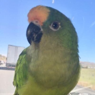 they_attack's profile picture. #firetwitter meets #phish twitter / #caldorfire survivor / #creekfire was a USFS coverup / convincing @Phish to let us pick our camera view when webcasting