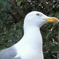 Januarias 🍓 (@ianuarias) 's Twitter Profile Photo