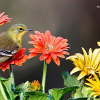City gardener (@greentechbg) 's Twitter Profile
