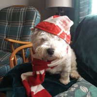 Whitesleeves (@whitesleeves1) 's Twitter Profile