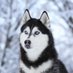 BaseballDog (@baseballdog3) Twitter profile photo BaseballDog (@baseballdog3) Twitter profile photo