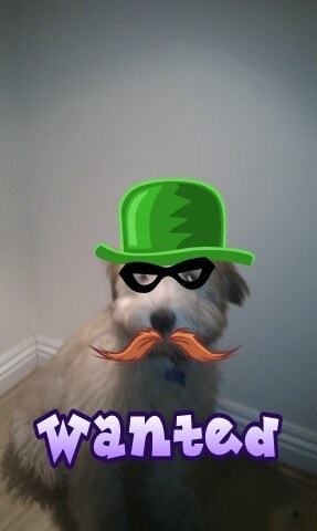 the_pippy's profile picture. 