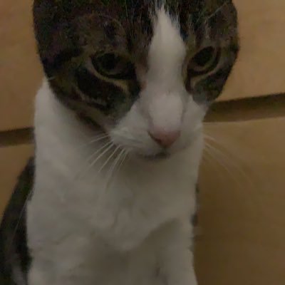 anaaltman2's profile picture. 