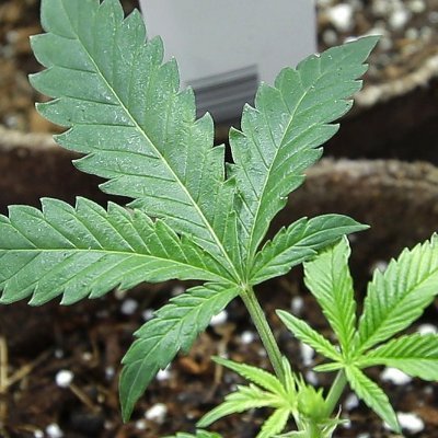 minegahh's profile picture. 