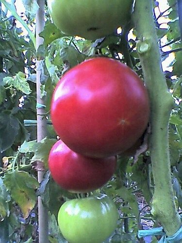 denpenshinko's profile picture. 有機野菜作り&Jazz Live