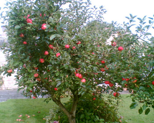 AllotmentGuilt's profile picture. I should be down at my allotment...