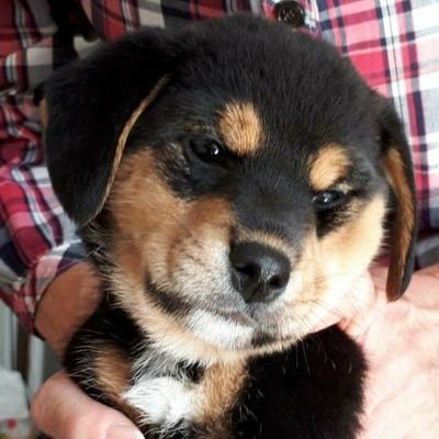 柴ビー🐶マロ (@maro_wan0930) / Posts / X