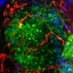 Bravo-Cordero Lab (@bravocorderolab) Twitter profile photo Bravo-Cordero Lab (@bravocorderolab) Twitter profile photo