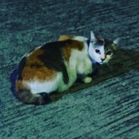 InfraredDominator (@infradom) 's Twitter Profile