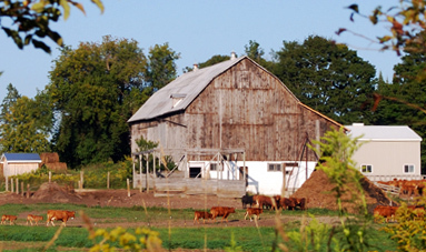 Our goal at McBride's Organic Farm is to grow and provide fresh, farm food to our customers with the smallest ecological footprint possible.