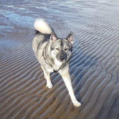 I am so cute and I know it. I love being outside as my hoomans house is a saunabox! I love to hunt,eat and chill 🐶 check insta:@arya_the_elkhound or @mmabcxx